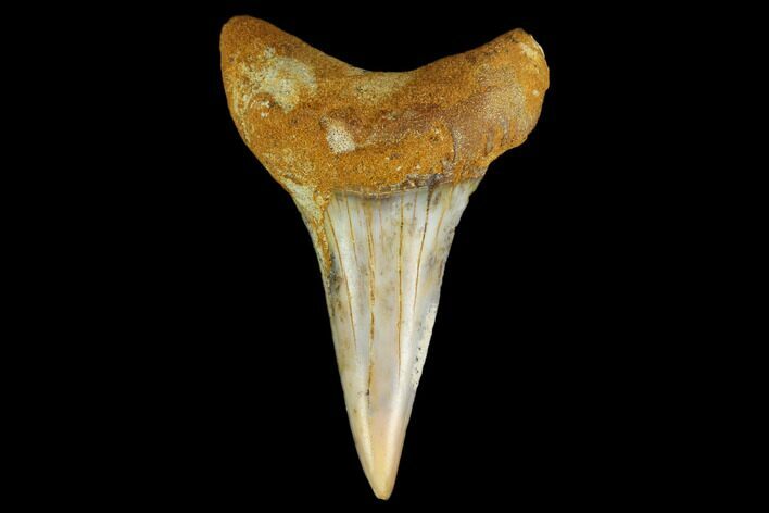 Colorful White/Mako Shark Tooth Fossil - Sharktooth Hill, CA #114039